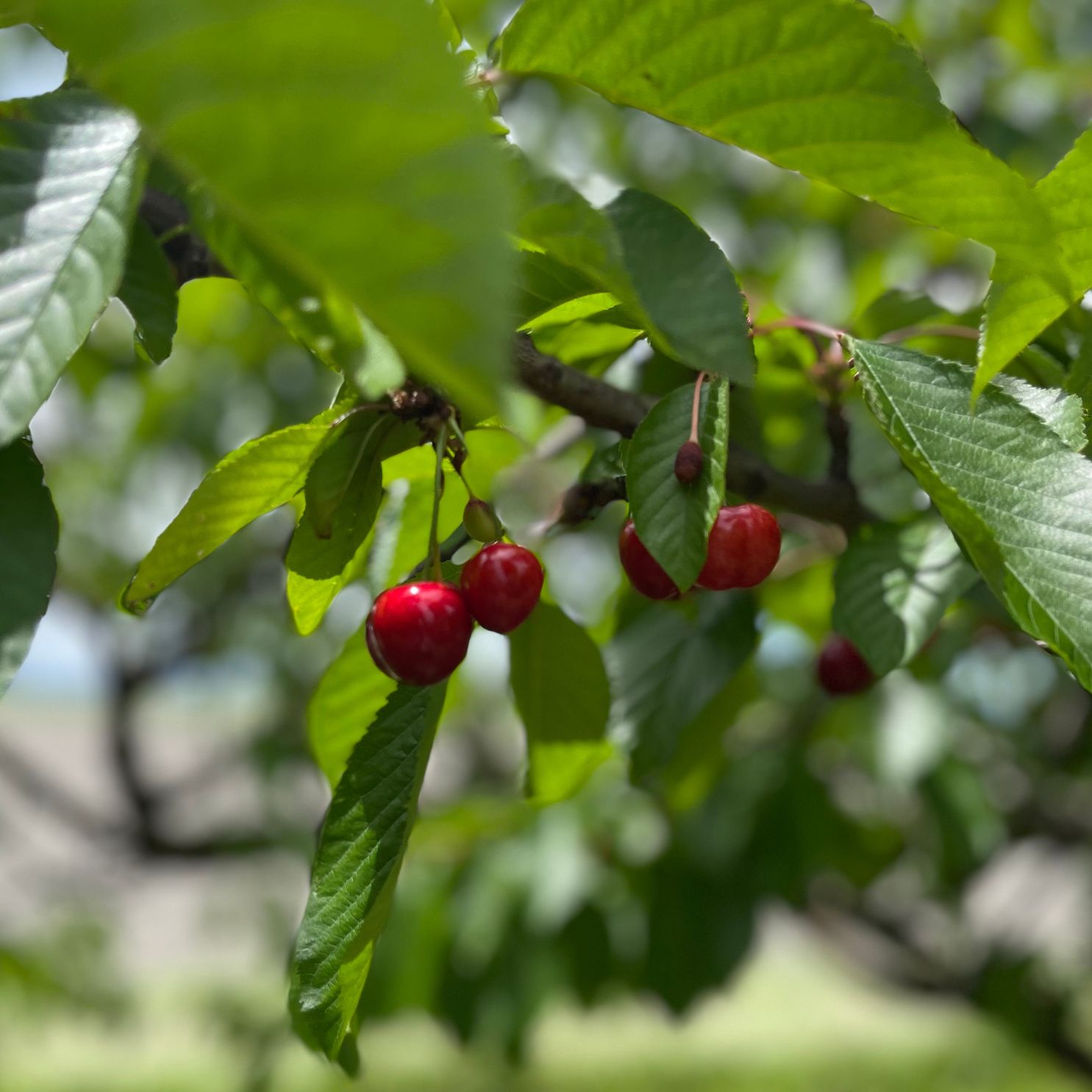 Buy Christmas Cherries Online NZ